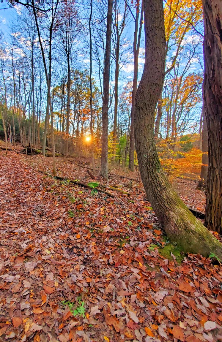 tall fall trees