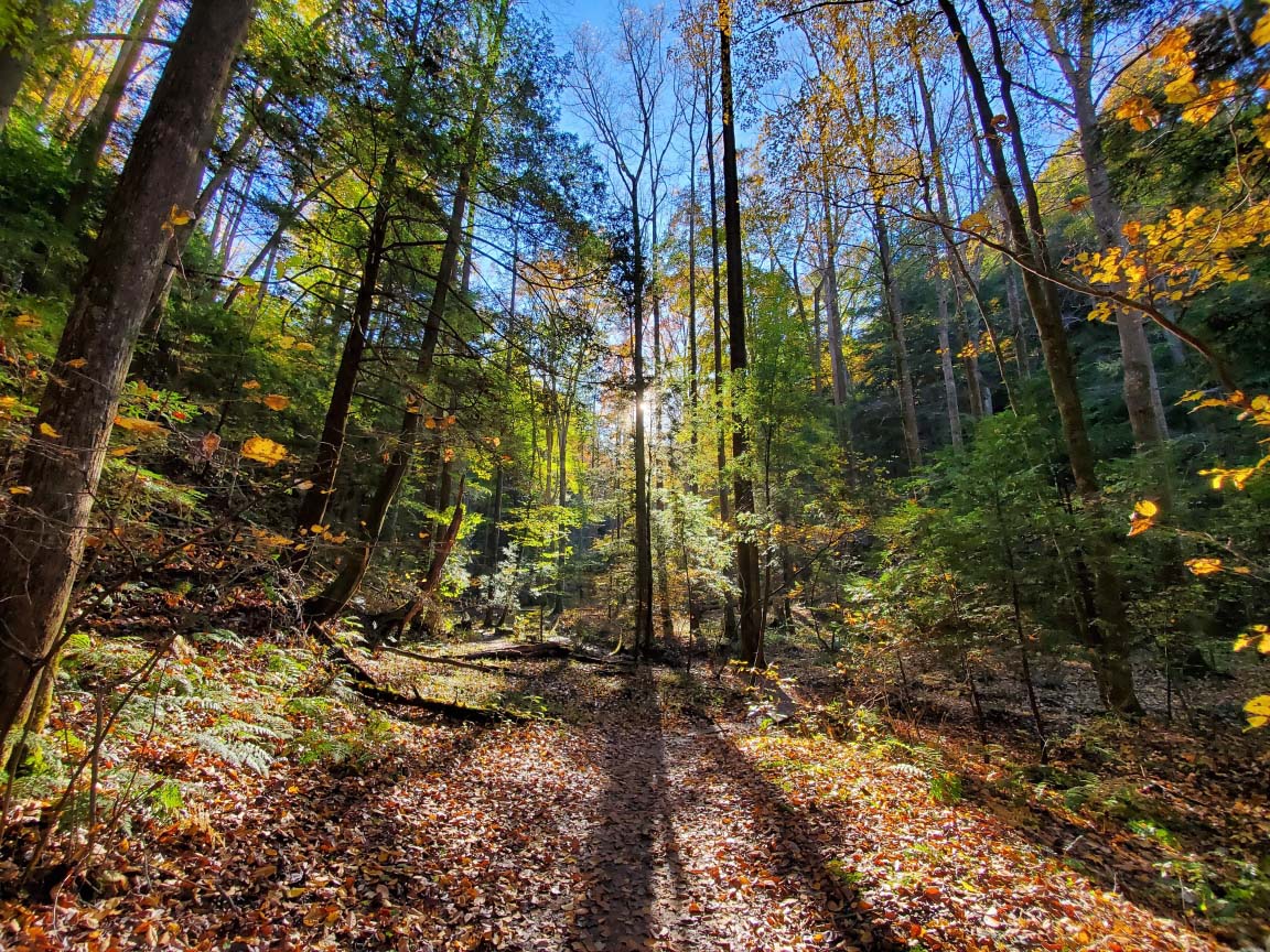 fall trees at cabins